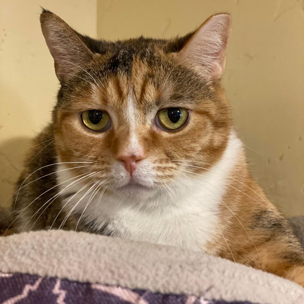 Chayote, an adoptable Domestic Short Hair in Tucson, AZ, 85711 | Photo Image 1