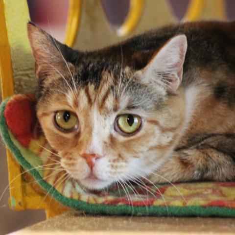 Chayote, an adoptable Domestic Short Hair in Tucson, AZ, 85711 | Photo Image 2