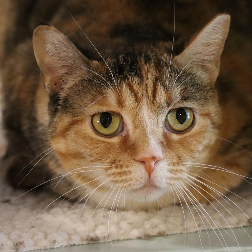 Chayote, an adoptable Domestic Short Hair in Tucson, AZ, 85711 | Photo Image 2