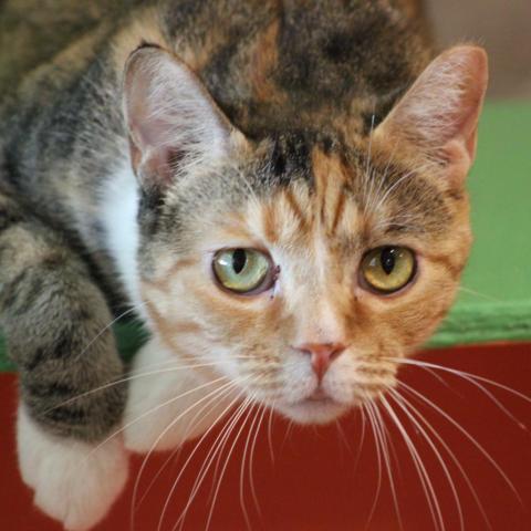 Chayote, an adoptable Domestic Short Hair in Tucson, AZ, 85711 | Photo Image 3