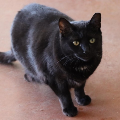 Neyet, an adoptable Domestic Short Hair in Tucson, AZ, 85711 | Photo Image 1