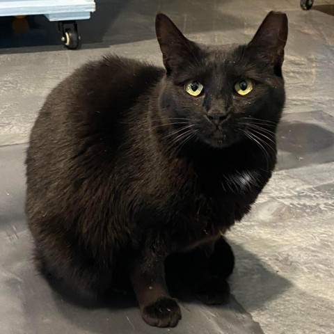 Neyet, an adoptable Domestic Short Hair in Tucson, AZ, 85711 | Photo Image 2