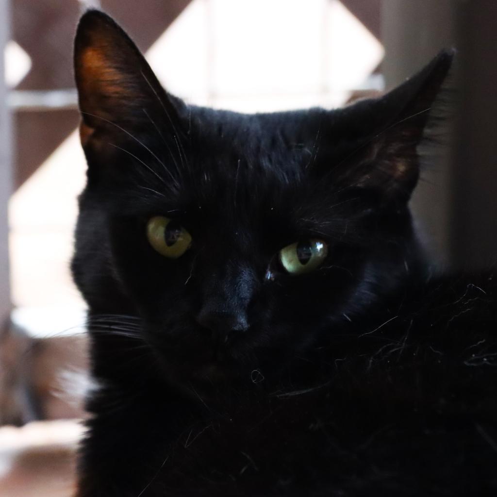 Neyet, an adoptable Domestic Short Hair in Tucson, AZ, 85711 | Photo Image 4