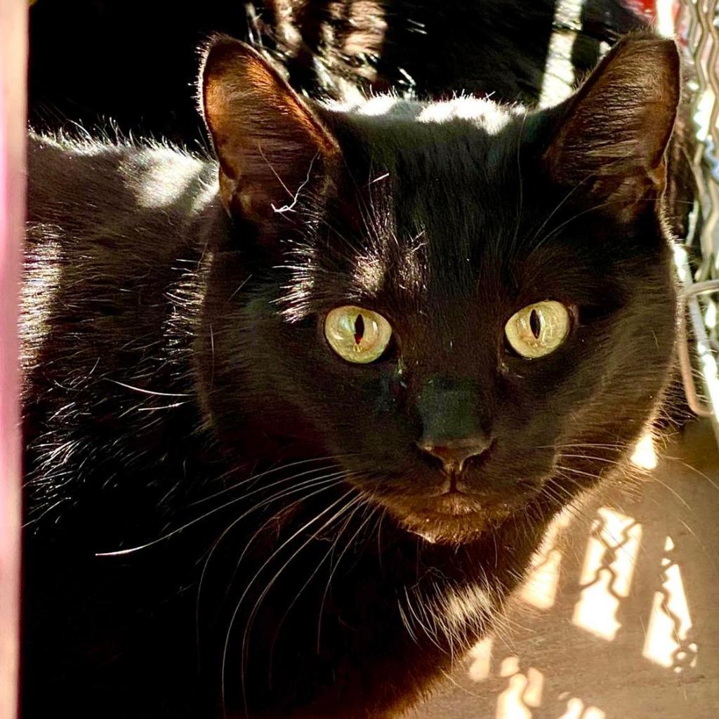 Neyet, an adoptable Domestic Short Hair in Tucson, AZ, 85711 | Photo Image 5