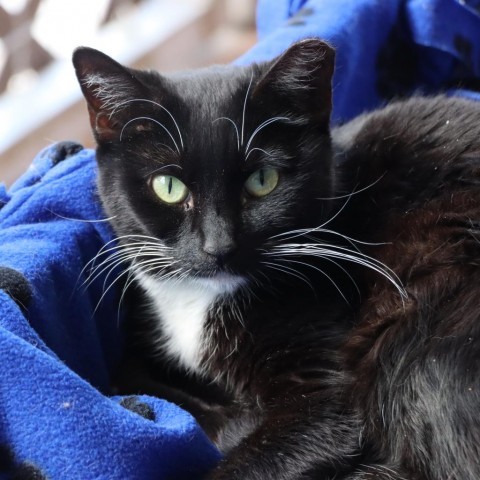 Jordayne, an adoptable Domestic Short Hair in Tucson, AZ, 85711 | Photo Image 1