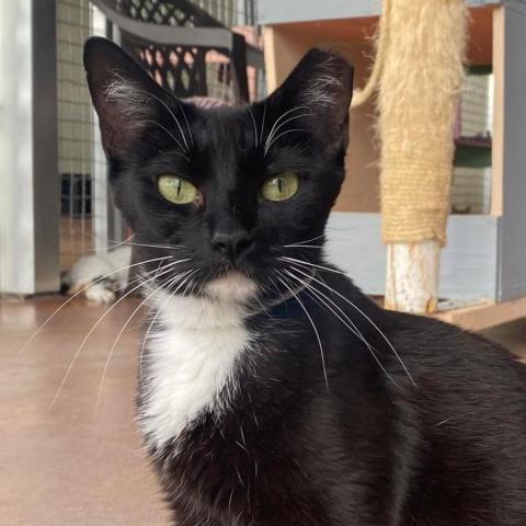 Jordayne, an adoptable Domestic Short Hair in Tucson, AZ, 85711 | Photo Image 2