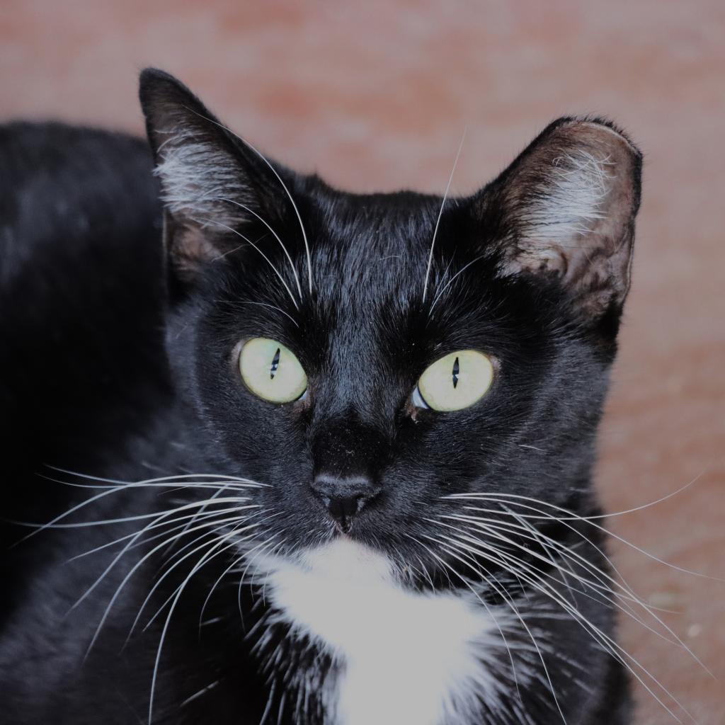 Jordayne, an adoptable Domestic Short Hair in Tucson, AZ, 85711 | Photo Image 2