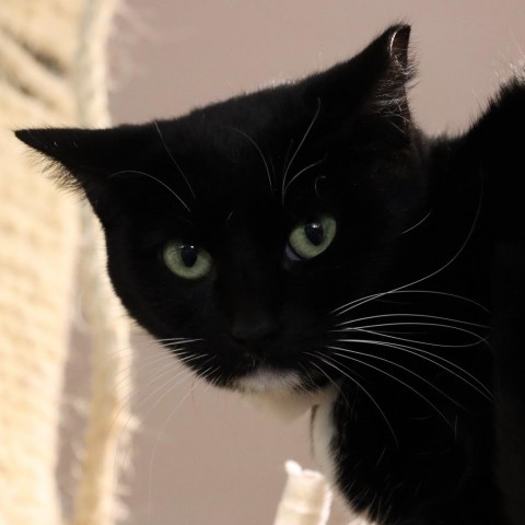 Jordayne, an adoptable Domestic Short Hair in Tucson, AZ, 85711 | Photo Image 3