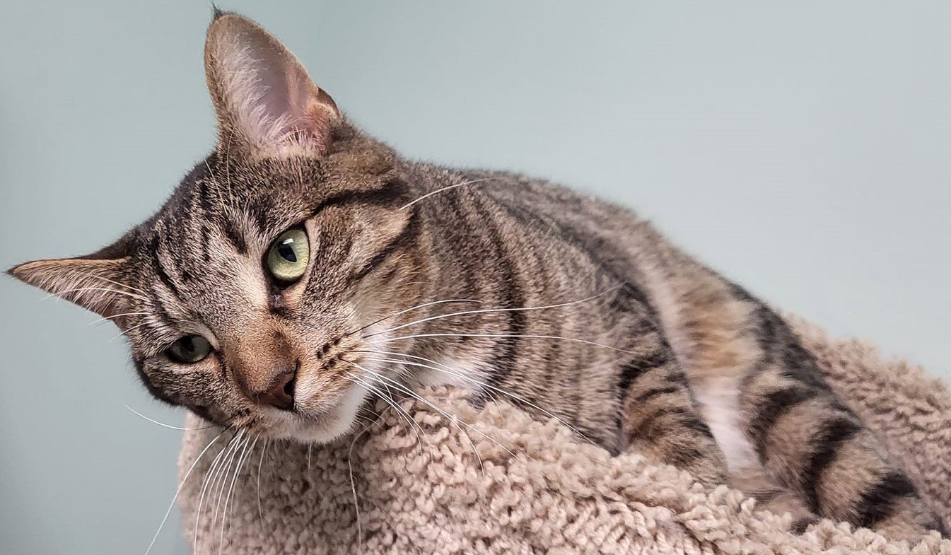 Jo, an adoptable Domestic Short Hair in Champaign, IL, 61820 | Photo Image 2