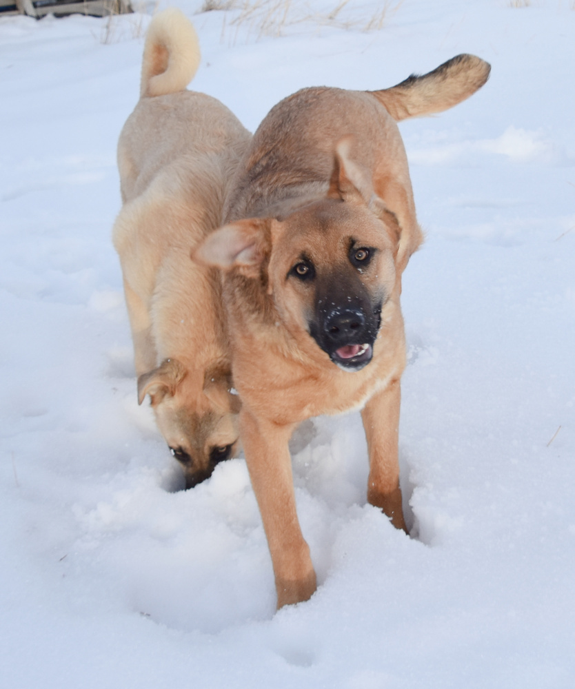 Charlie, an adoptable German Shepherd Dog, Labrador Retriever in Dodson, MT, 59524 | Photo Image 1
