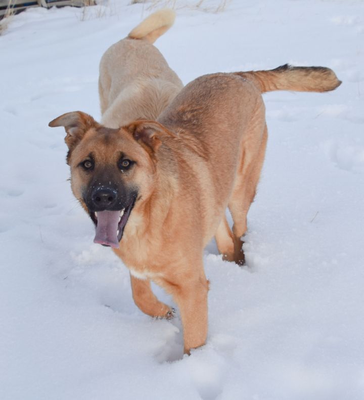 Charlie, an adoptable German Shepherd Dog & Labrador Retriever Mix in Dodson, MT_image-2