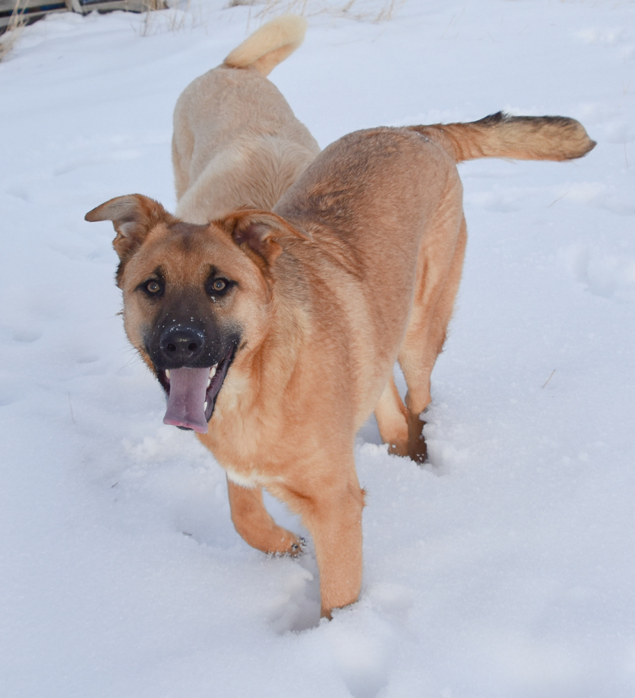 Charlie, an adoptable German Shepherd Dog, Labrador Retriever in Dodson, MT, 59524 | Photo Image 2