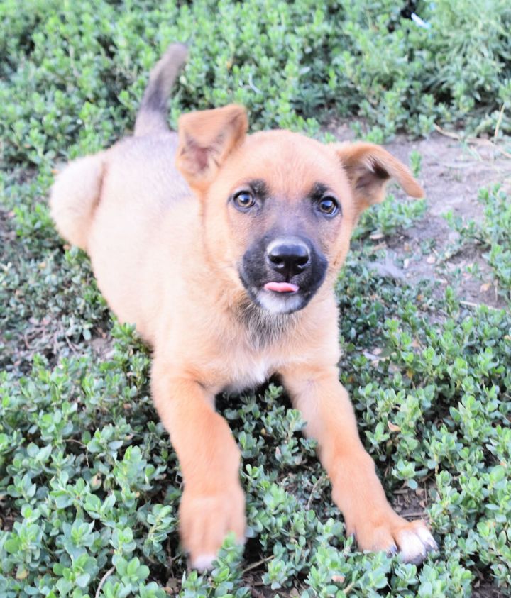 Charlie, an adoptable German Shepherd Dog & Labrador Retriever Mix in Dodson, MT_image-3
