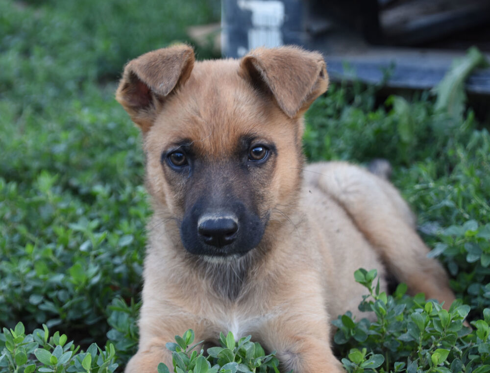 Charlie, an adoptable German Shepherd Dog, Labrador Retriever in Dodson, MT, 59524 | Photo Image 5