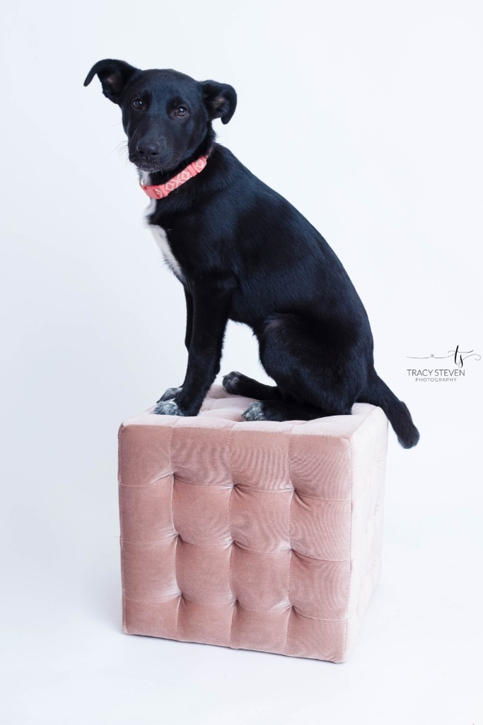 Rosie, an adoptable Shepherd & Terrier Mix in Spring, TX_image-4