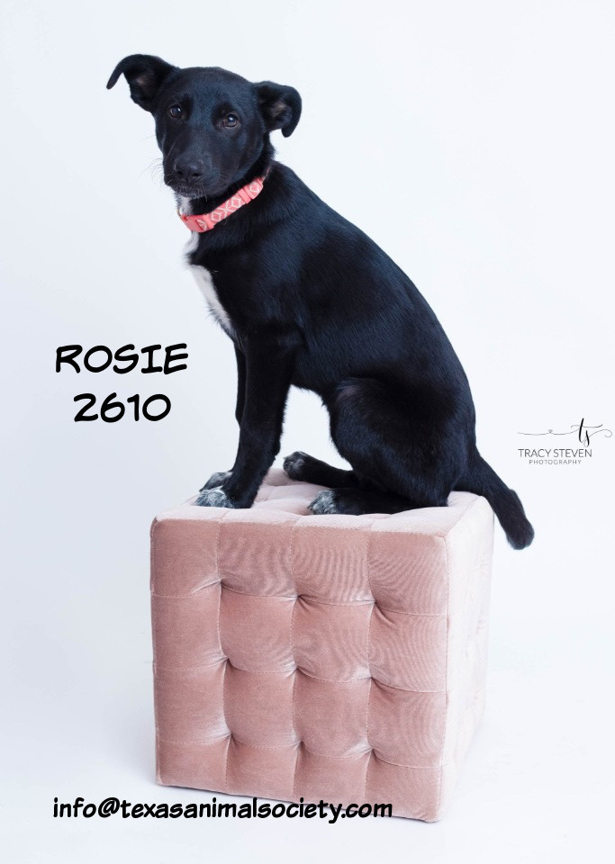 Rosie, an adoptable Shepherd & Terrier Mix in Spring, TX_image-5