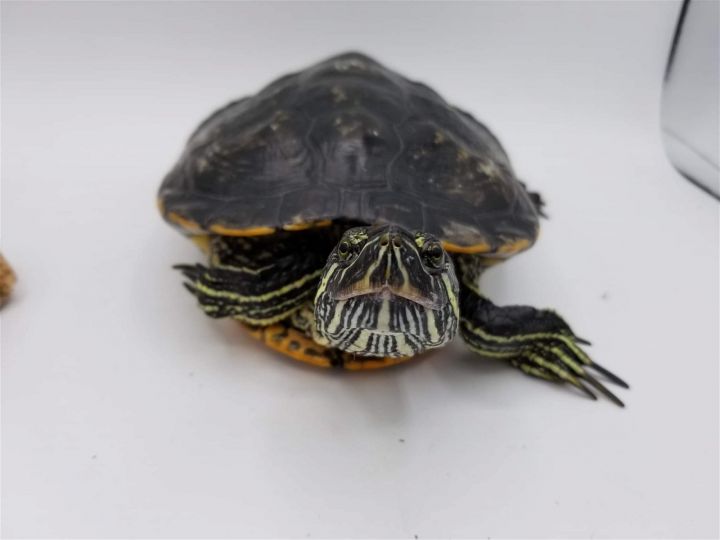 Forrest, an adoptable Turtle in Pefferlaw, ON_image-1
