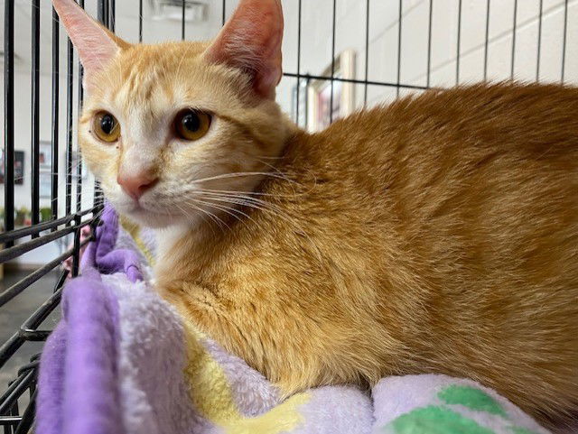 Pooka, an adoptable Domestic Short Hair in Crescent, OK, 73028 | Photo Image 1