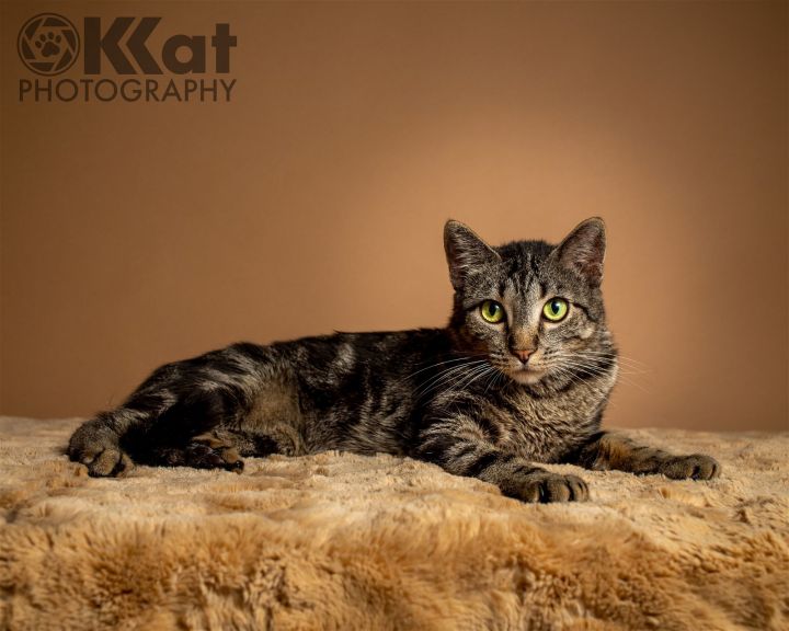Cosmo, an adoptable Tabby Mix in Crescent, OK_image-1