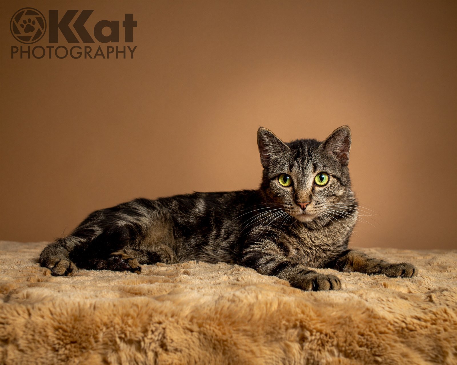 Cosmo, an adoptable Tabby in Crescent, OK, 73028 | Photo Image 1