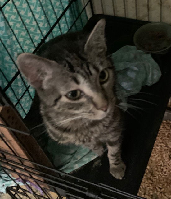 Cosmo, an adoptable Tabby in Crescent, OK, 73028 | Photo Image 2