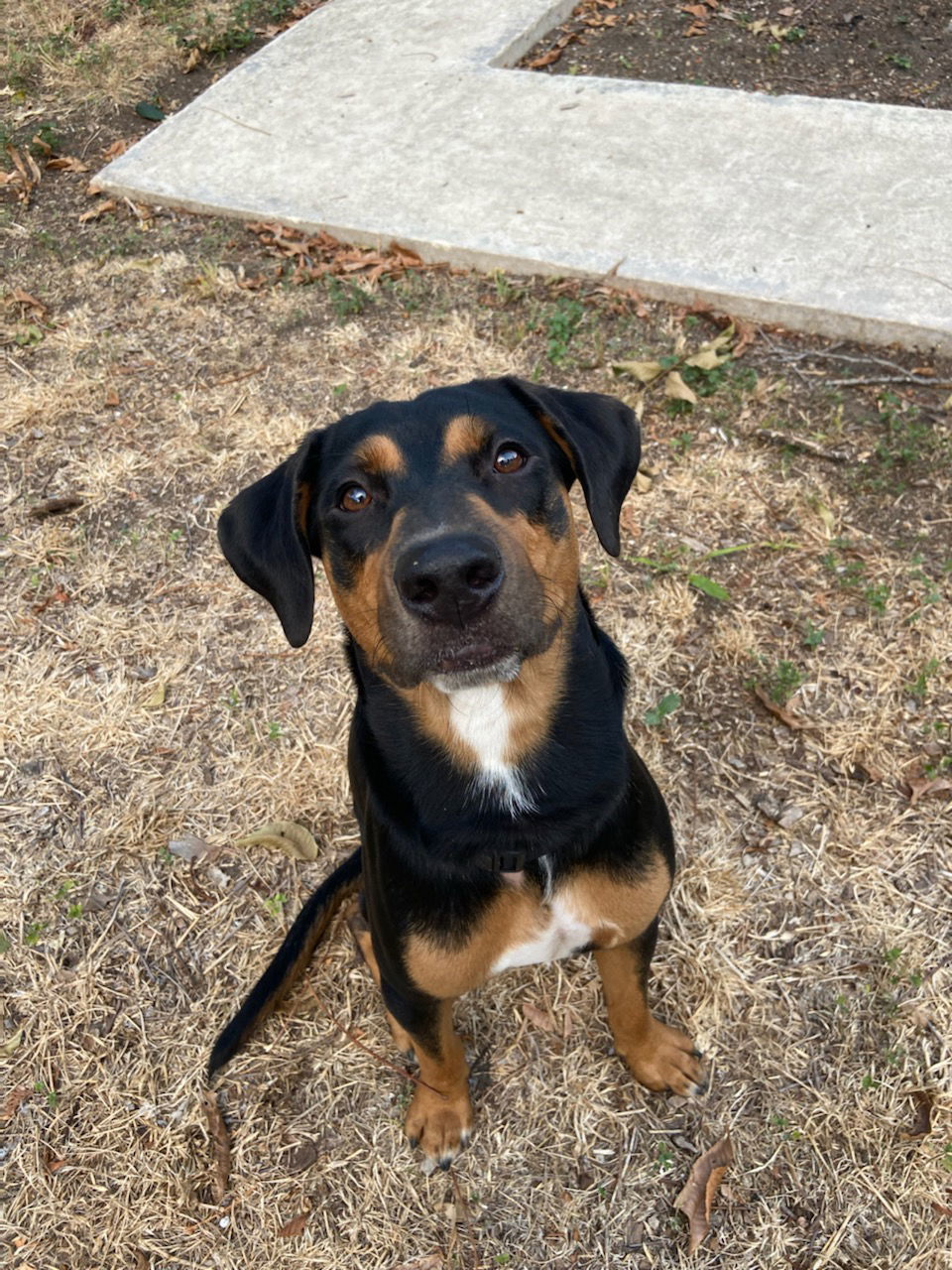 boba, an adoptable Doberman Pinscher, Rottweiler in San Antonio, TX, 78217 | Photo Image 1