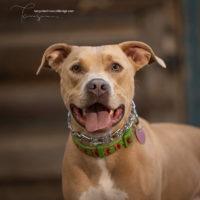 Loofah Louie, an adoptable American Staffordshire Terrier in Minneapolis, MN_image-1