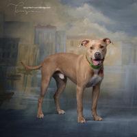 Loofah Louie, an adoptable American Staffordshire Terrier in Minneapolis, MN_image-4