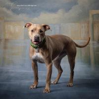 Loofah Louie, an adoptable American Staffordshire Terrier in Minneapolis, MN_image-5