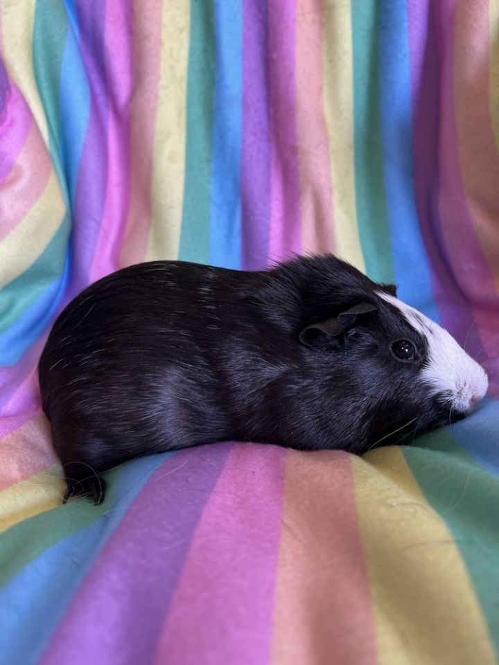 Wuhura, an adoptable Guinea Pig in San Diego, CA_image-3