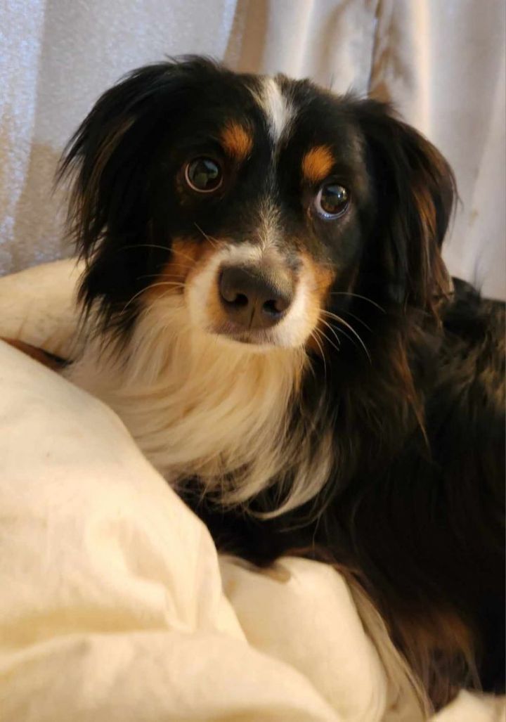 Petfinder mini australian outlet shepherd