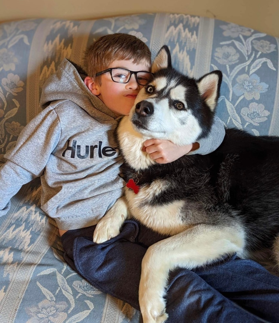 Kylo (aka Ky), an adoptable Siberian Husky in Beaverton, OR, 97005 | Photo Image 1