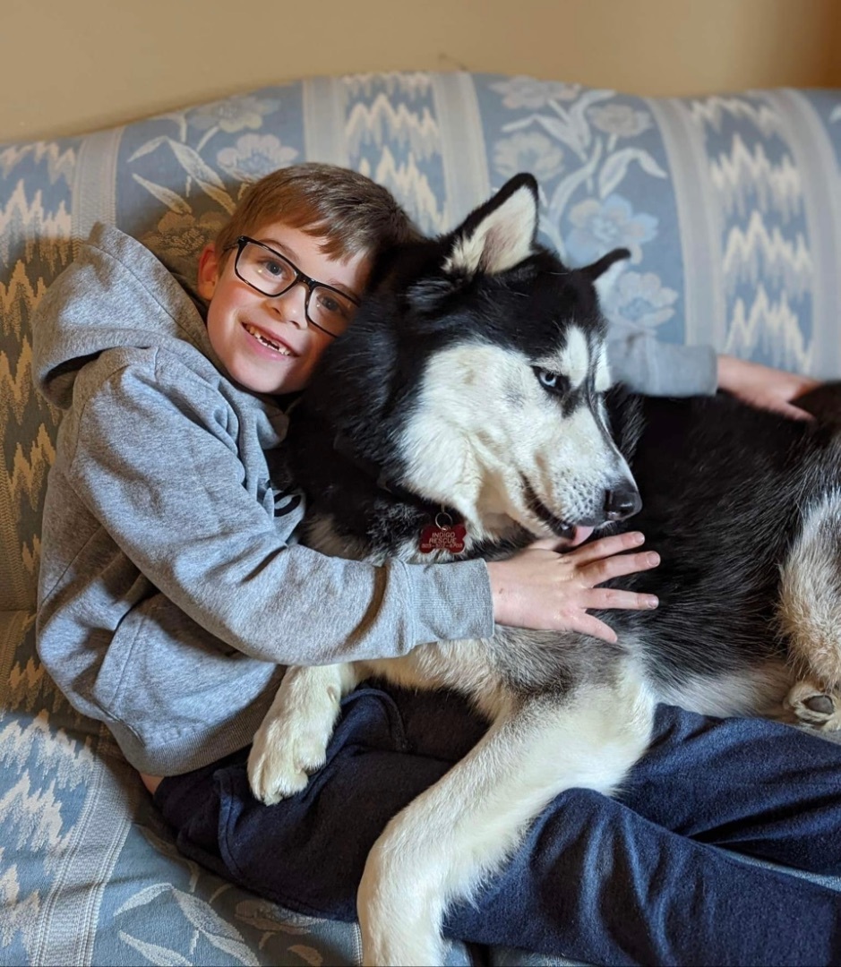 Kylo (aka Ky), an adoptable Siberian Husky in Beaverton, OR, 97005 | Photo Image 3