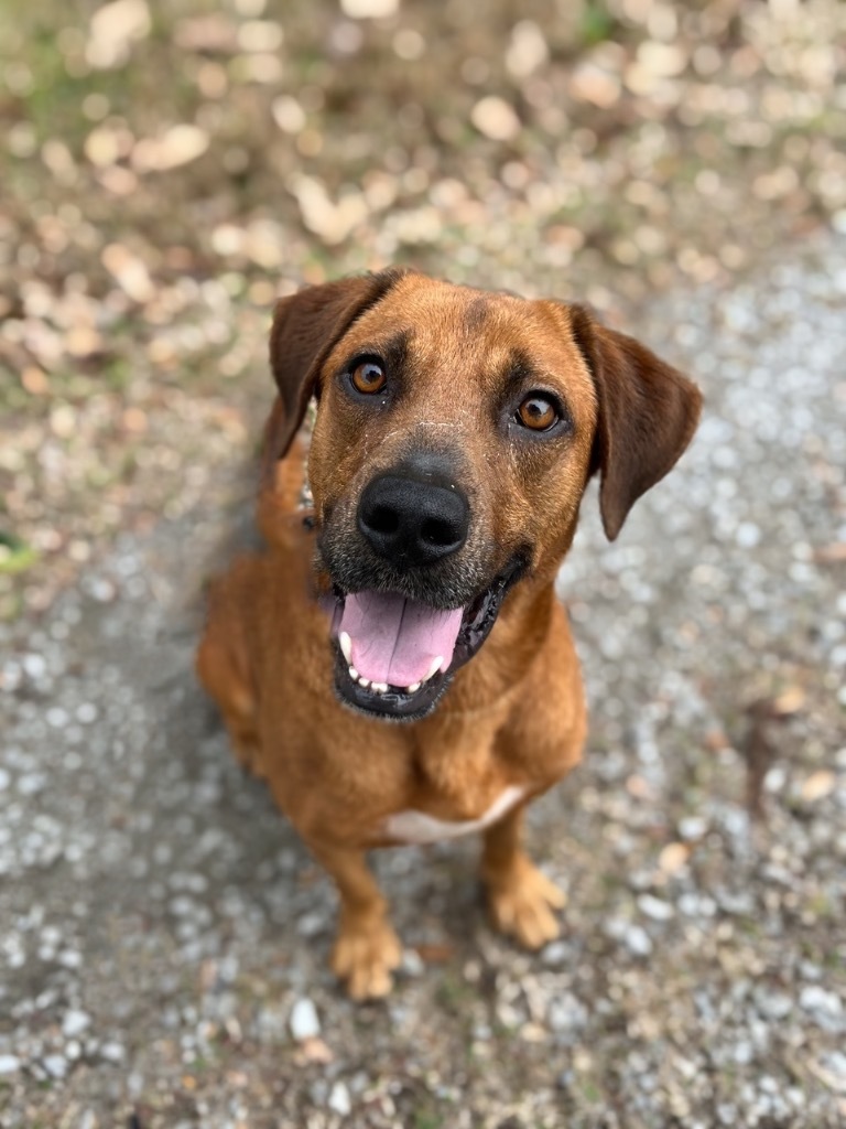 Copper, an adoptable Coonhound, Labrador Retriever in Mobile, AL, 36604 | Photo Image 3