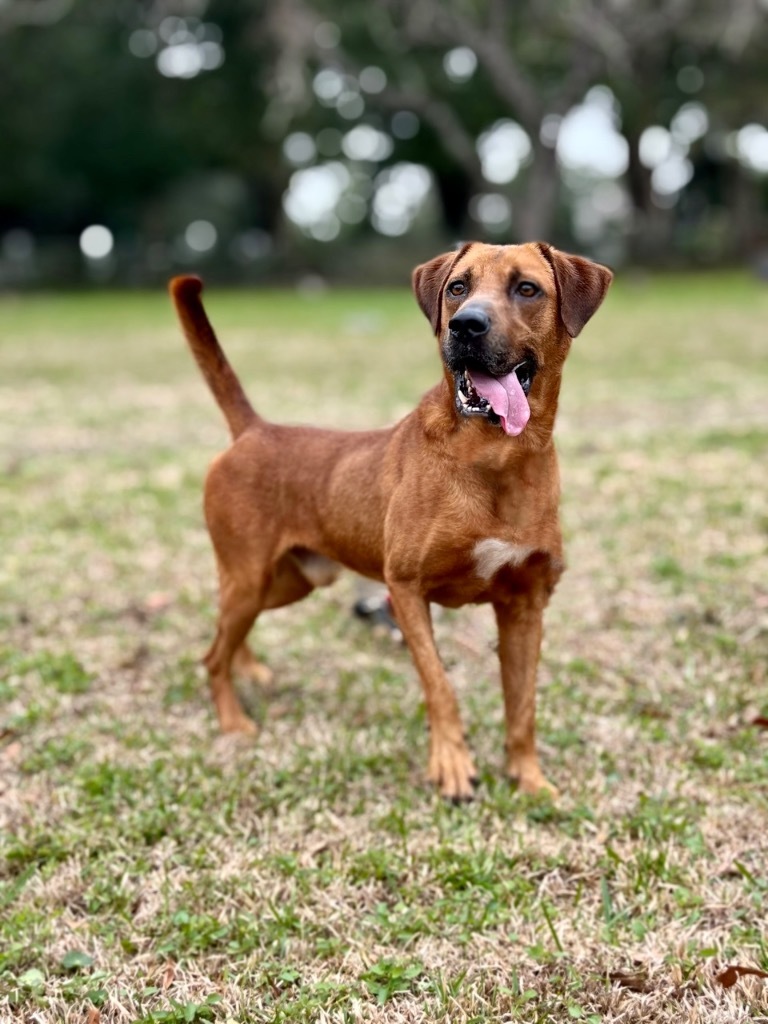 Copper, an adoptable Coonhound, Labrador Retriever in Mobile, AL, 36604 | Photo Image 4