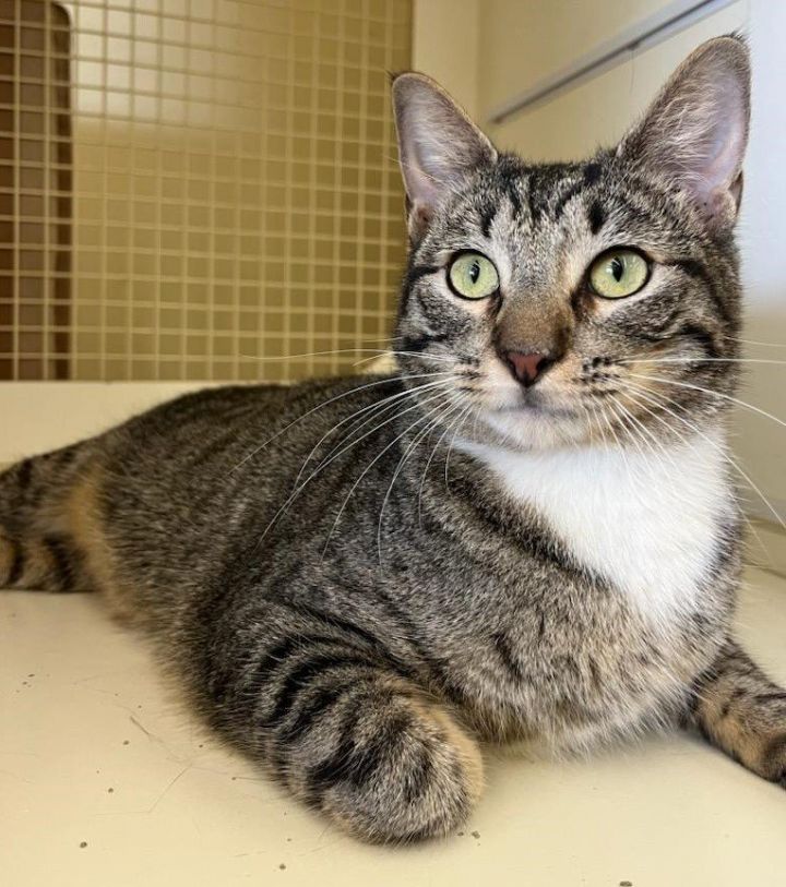 Gussie, an adoptable Tabby in Plano, TX_image-1