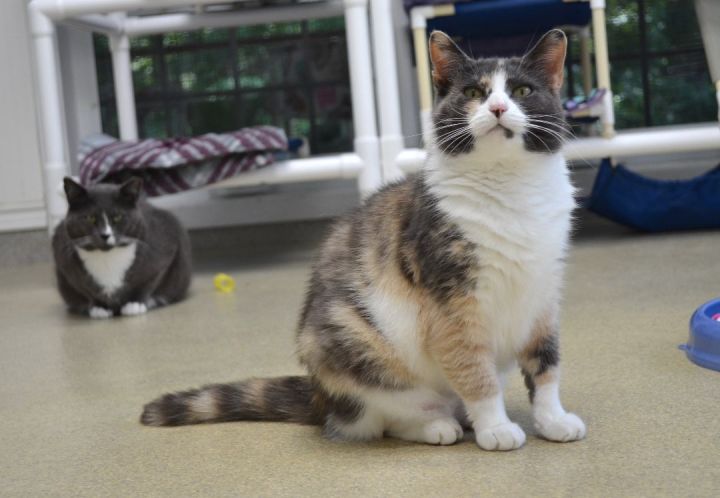 Bella, an adoptable Dilute Calico in Westbrook, CT_image-1
