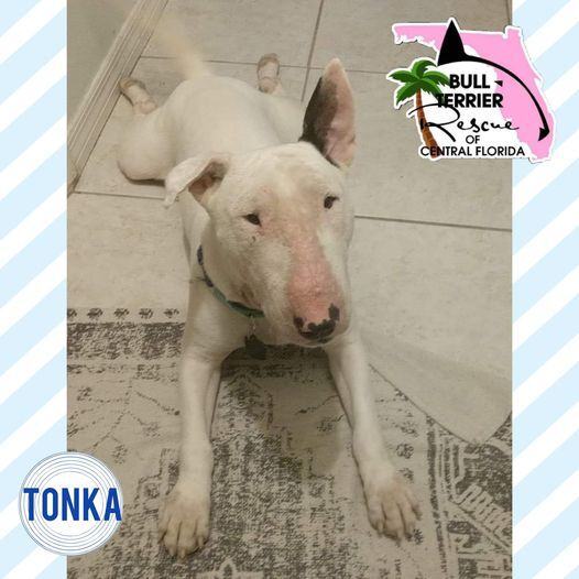 Tonka