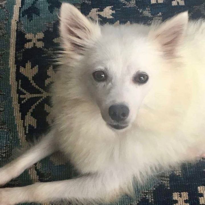 Lexi, an adopted Eskimo Dog in Rochester, NY_image-1