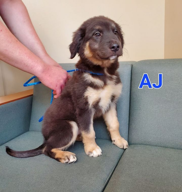 AJ, an adopted Retriever Mix in Naperville, IL_image-3