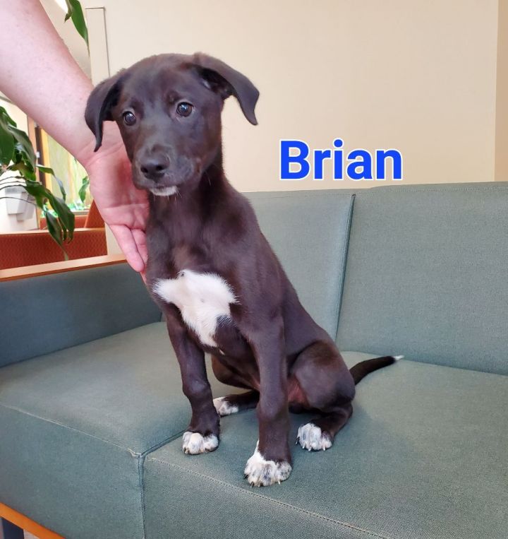 Brian, an adopted Retriever Mix in Naperville, IL_image-1