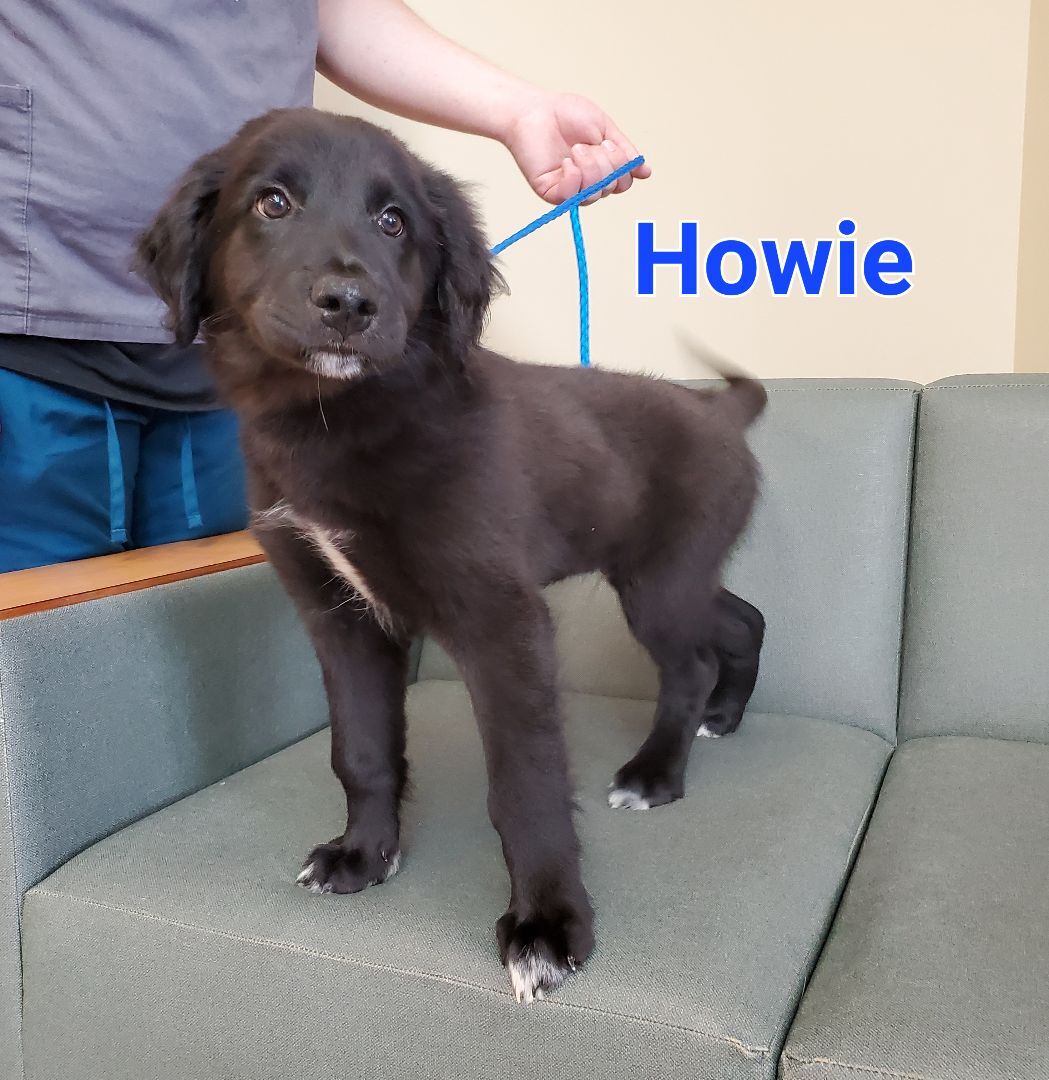 Howie detail page