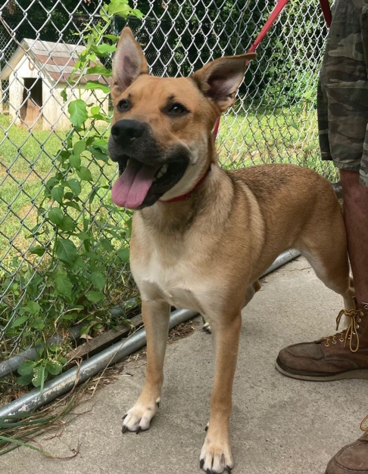 Scooby, an adoptable German Shepherd Dog in Exeter, RI_image-1