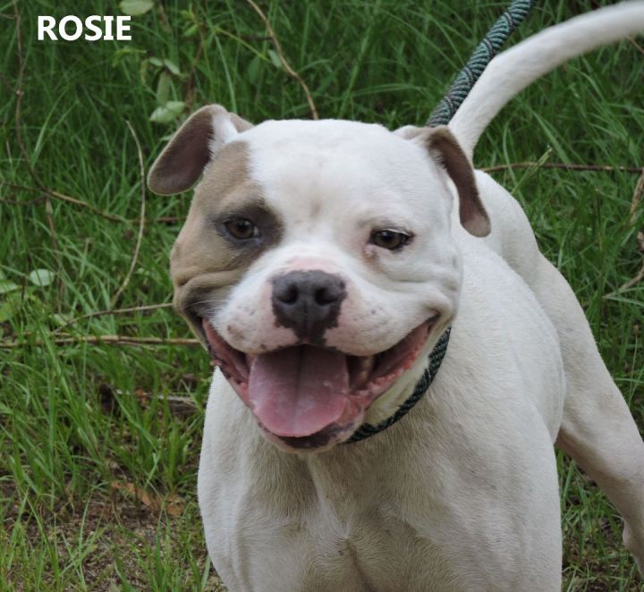 Rosie 1