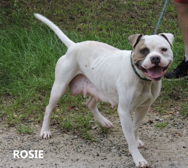 Rosie 2