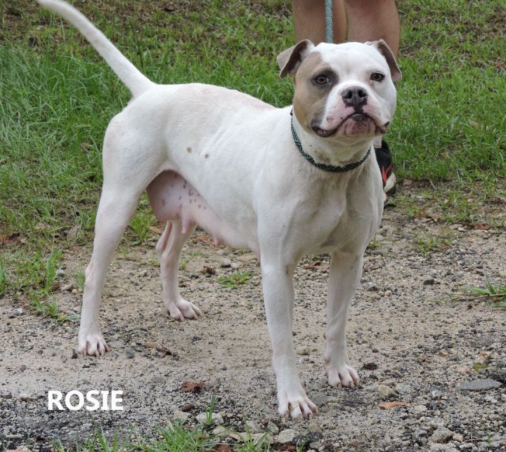 Rosie, an adoptable Pit Bull Terrier Mix in Washington, GA_image-3