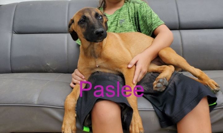 Paslee, an adopted German Shepherd Dog & Black Labrador Retriever Mix in St. Louis, MO_image-1