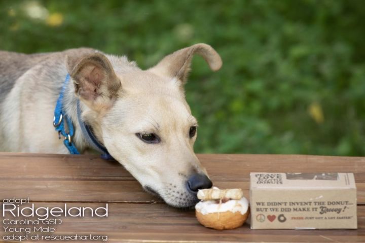 Ridgeland, an adoptable Carolina Dog & German Shepherd Dog Mix in Cincinnati, OH_image-1