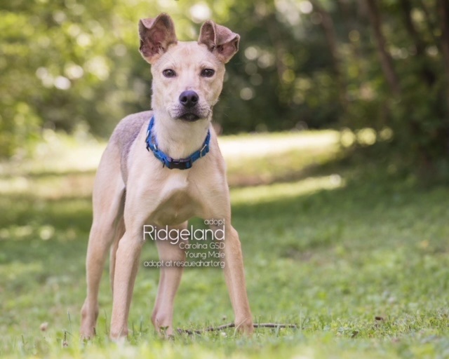 Ridgeland, an adoptable Carolina Dog & German Shepherd Dog Mix in Cincinnati, OH_image-2