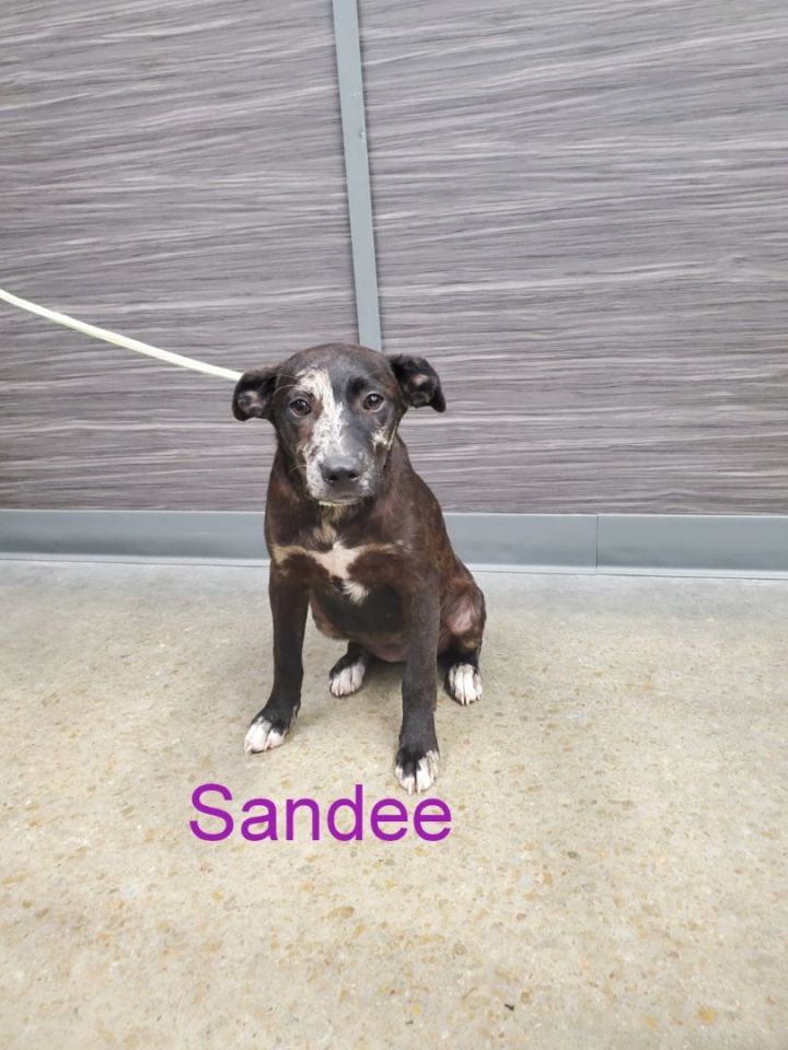 Sandee 1